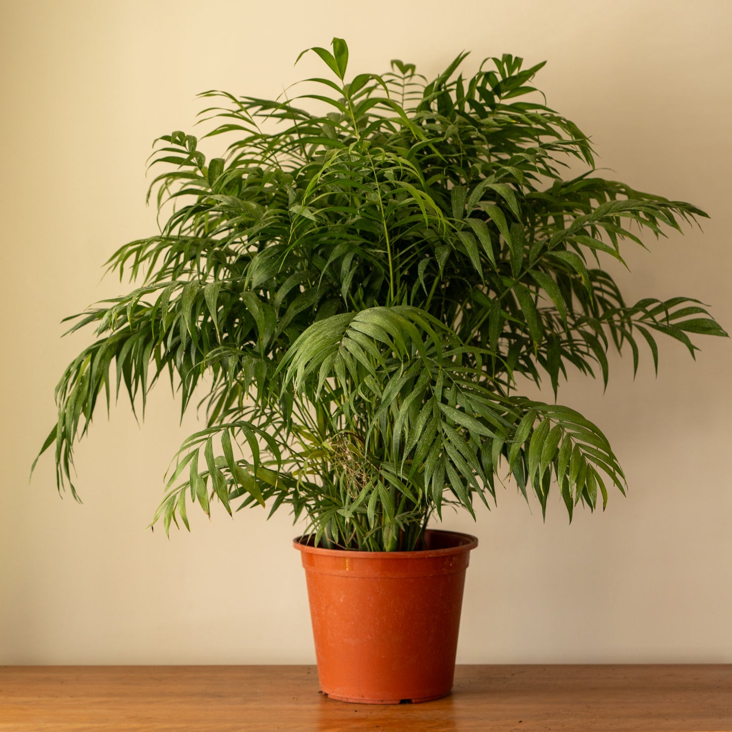 Palmera Chamadorea XL