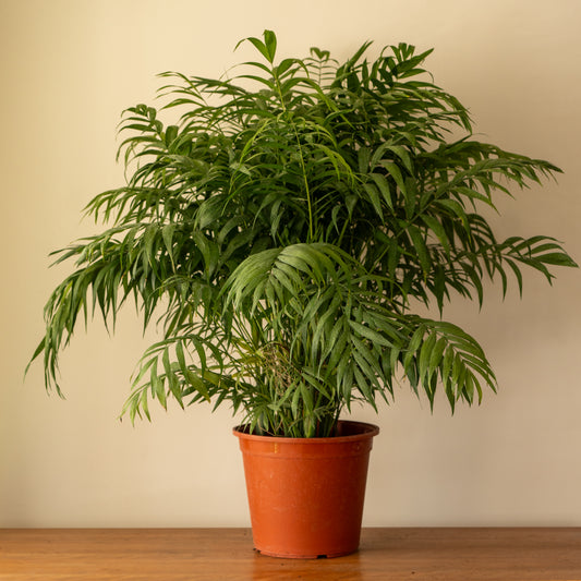 Palmera Chamadorea XL