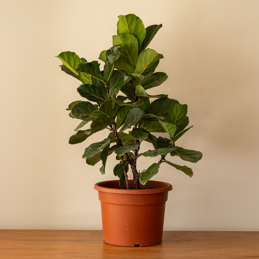 Ficus Lyrata L