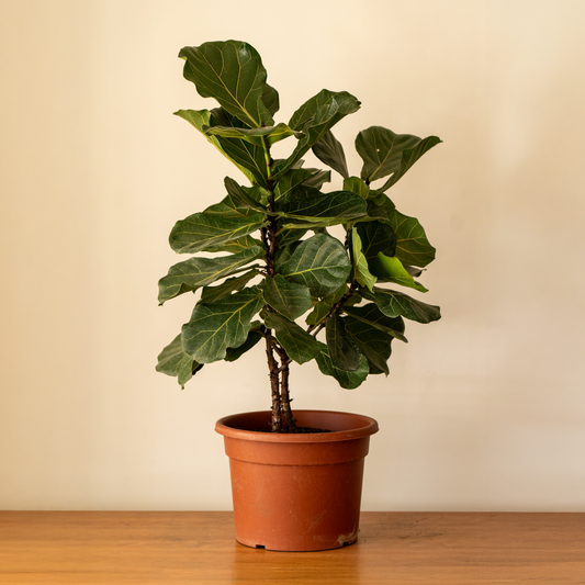 Ficus Lyrata M