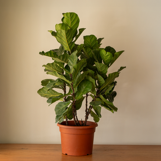 Ficus Lyrata XL